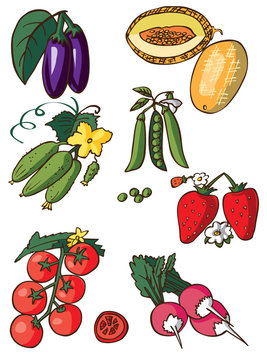 vegetables, berry and melon on white background