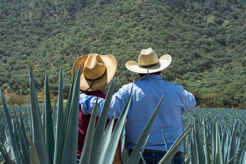 Contemplando el campo de agave para el tequila.