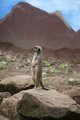 Fototapeta premium Meerkat