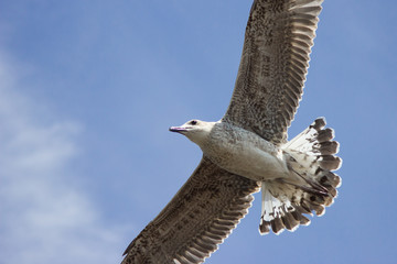 Möwe