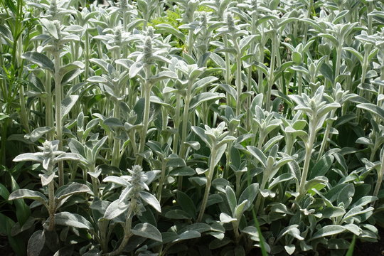 Thick leaves of woolly hedgenettle densely covered  with gray silver  silky-lanate hairs