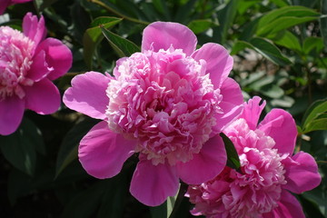 Bright pink flowers of Paeonia officinalis in may