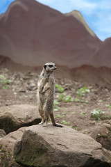 Meerkat