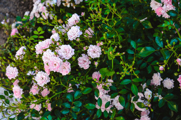 Romantic garden roses. Beautiful flowering. Bushes of lovely pink roses with green leaves. Summer blooming flowers for cards, design, covers, prints, posters, wedding invitations.  