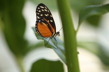 Schmetterling02