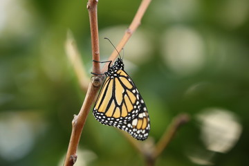 Schmetterling04