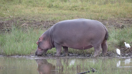 Hippo next to a waterpool