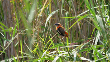 Juvenile waverbird on a branch