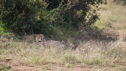 Fototapeta na wymiar Two cheetahs under a bush