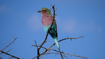 Lilac-breasted roller on a branch