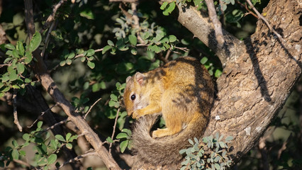 African bush squirrel in a tree