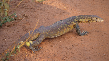 Nile monitor