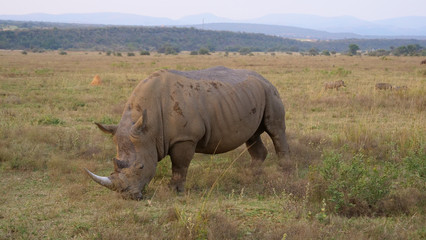 Fototapeta premium White rhino eating grass