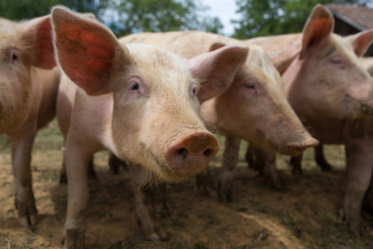 Pigs in mud at pig breeding farm