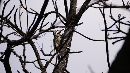 African grey woodpecker