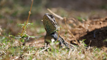 Southern tree agama in the grass