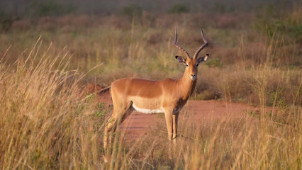 Naklejka na ściany i meble Impala at the savanna of Waterberg