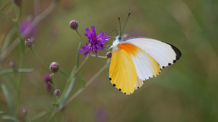 A Common Dotted Border butterfly