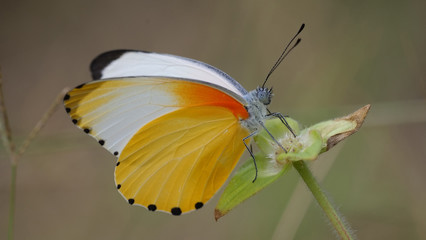A Common Dotted Border butterfly