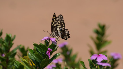 Citrus Swallowtail Butterfly