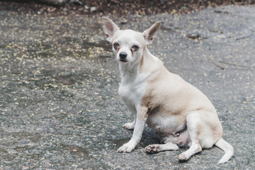 small cute beagle puppy dog looking up