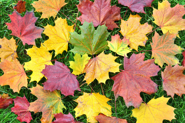 Autumn leaves over green grass