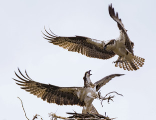 Osprey Fighting over Nest - 169824852
