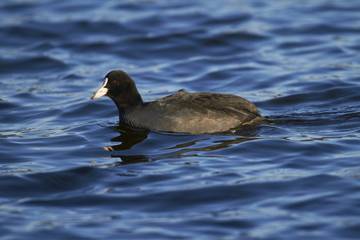 Coot