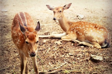 Deer star