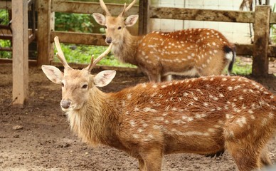 Deer star