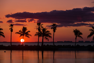 Fototapeta na wymiar Palm Sunrise