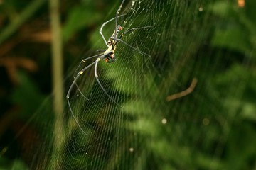 spider webs