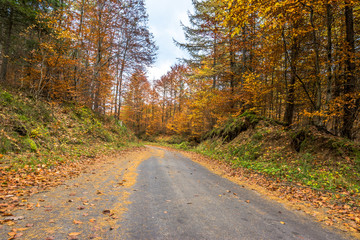 Fototapeta premium Landscape of autumn forest, country road in nature, landscape