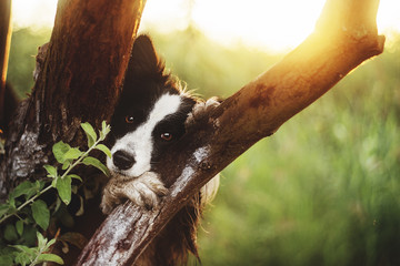 border collie porttrait sunset