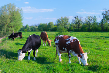 Milk cows grazing in a green grass field pasturage under blue sky. Springtime landscape. Concept theme: Agriculture. Nature. Climate. Ecology. Food production. Natural organic food. Farming. © Sodel Vladyslav