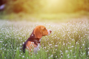 Beagle dog in the wild flower field.