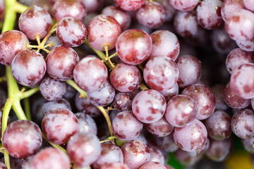 Fresh grapes on the tree.