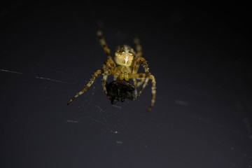 European garden spider