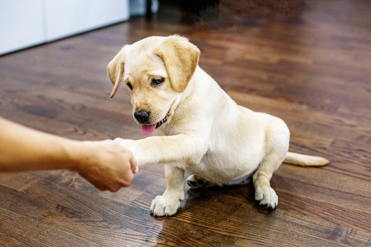 Little Labrador puppy giving paw person. Home. The concept of pets.