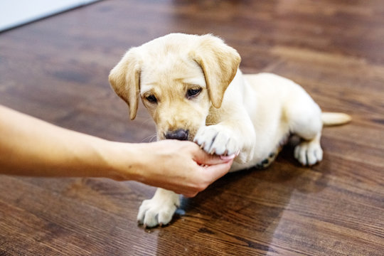 The little puppy labrador gives the paw to the owner. Home. The concept of pets.
