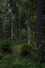 Swedish forest in early summer morning