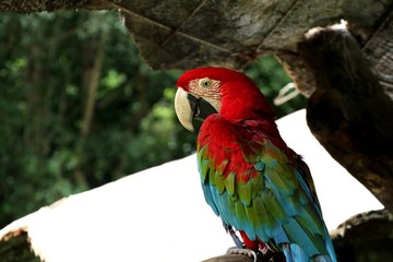 Macaw parrot