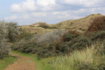 dunes landscape, Noordhollands Duinreservaat