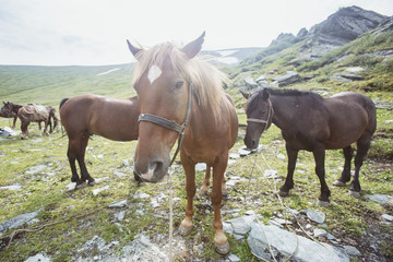 Horses in highland of Altai mountains.