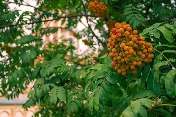 Clusters of mountain ash