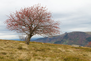 arbre isolé