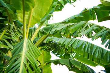 banana leaf / green leave