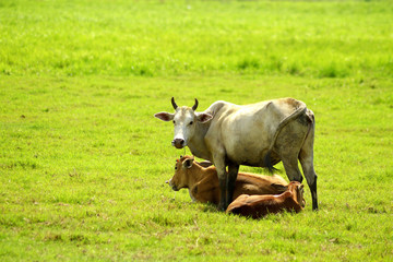 Cow's family on field