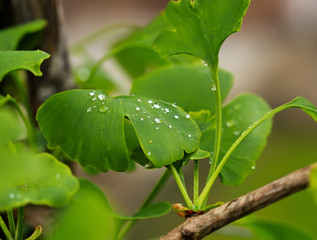 Raindrops close-up on young leaves of Ginkgo Biloba.
