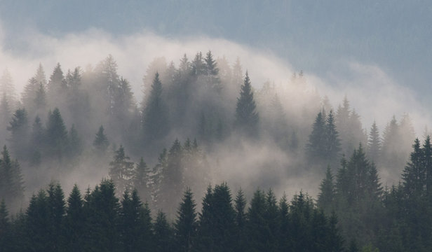Fototapeta nebel steigt aus nadelwald